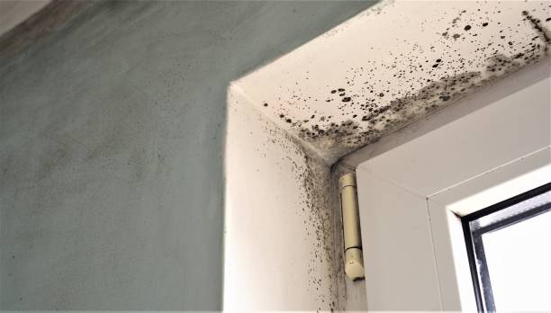 Forensic Mold Investigation in Upper Montclair, NJ