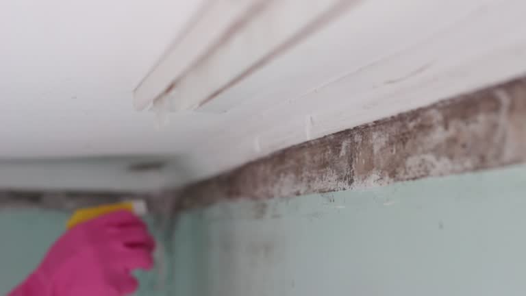 Best Basement Mold Removal  in Upper Montclair, NJ